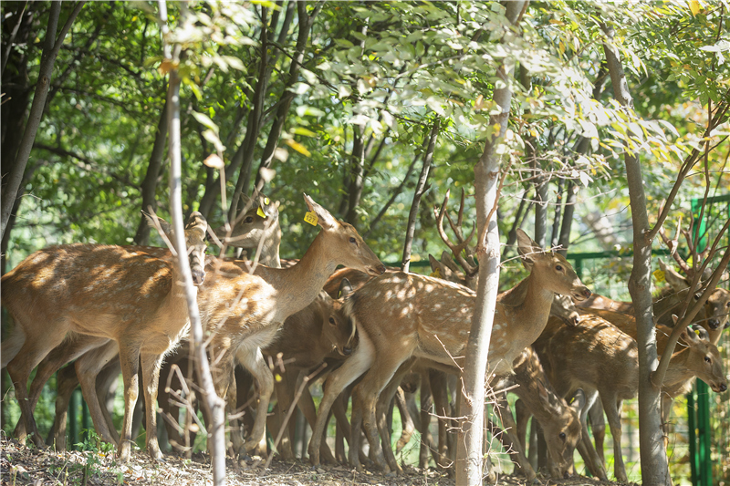 日韩国产人妻一区二区三区